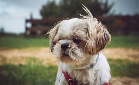 O guia definitivo para tosa de Shih Tzu.